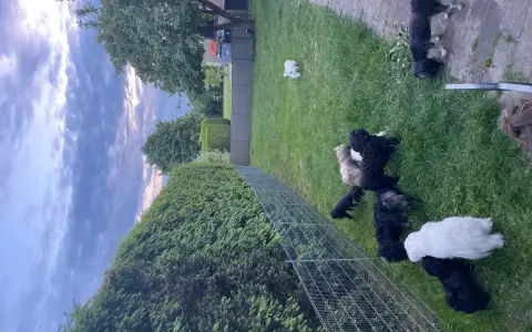 Wesołe maltipoo bawią się na trawie. Dbamy o ich zdrowie, by uniknąć maltipoo chorób.