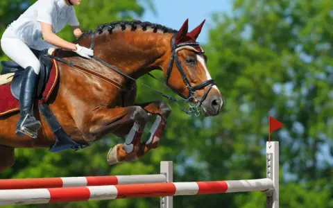 Un cheval brun et son cavalier en tenue blanche exécutent un saut d'obstacles. Le cheval est en plein vol, ses pattes repliées, illustrant le **mécanisme du saut**.