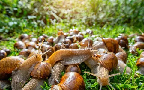 Eine große Gruppe Weinbergschnecken auf grünem Gras. Wohin mit abgesammelten Schnecken? Hier ist ein möglicher Ort.