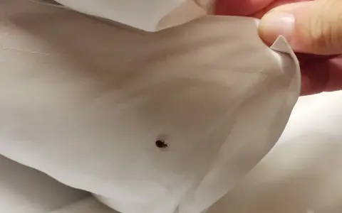 Una chinche en la sábana es una señal clara de cómo saber si hay chinches en mi cama.