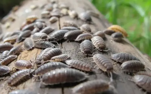 Un grupo de bichos bola se arrastra sobre un tronco. Uno de ellos, un bicho bola blanco, destaca entre la multitud.