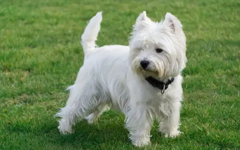 Uroczy west highland white terrier w czarnej obroży stoi na zielonej trawie, gotowy do zabawy.