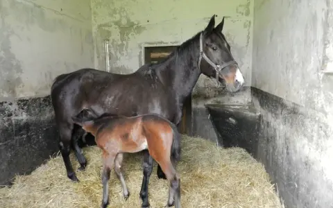 Une jument noire et son poulain brun se tiennent dans une étable sur de la paille. La mère semble surveiller son petit, un moment paisible après la gestation cheval.