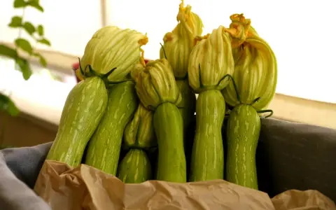 Un panier rempli de courgettes trompette d'Albenga, leurs fleurs encore attachées, prêtes à être cuisinées.
