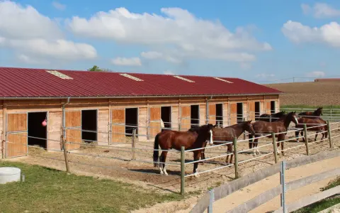 Chevaux dans leur écurie de propriétaire, sous un ciel bleu et nuageux. Les box en bois sont ouverts, révélant la paille.
