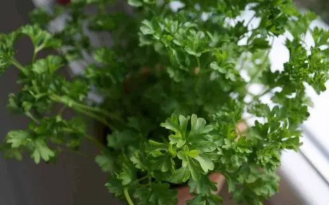 Un bouquet de persil en pot, frais et verdoyant, prêt à parfumer vos plats. Ses feuilles frisées apportent une touche de fraîcheur.