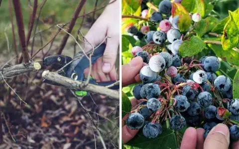 Radykalne cięcie borówki przygotowuje krzew do obfitych plonów. Na zdjęciu widać przycinanie gałęzi i dojrzałe owoce.