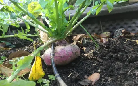 Un navet jaune boule d'or, à moitié enfoui dans la terre, avec ses feuilles vertes luxuriantes.