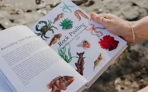 Eine Hand hält ein Buch mit Illustrationen von Meeresbewohnern. Es ist eine traumreise meer in die faszinierende Welt der Gezeiten.