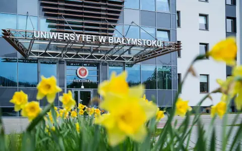 Wiosna kwitnie przed Uniwersytetem w Białymstoku. Wśród żółtych żonkili widać wejście do rektoratu, gdzie studenci psychologii w Białymstoku rozpoczynają swoją ścieżkę rozwoju.