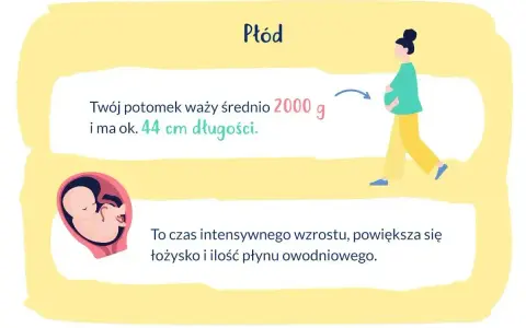 33 tydzień ciąży który to miesiąc? Płód waży ok. 2000g i ma 44cm. To czas intensywnego wzrostu.