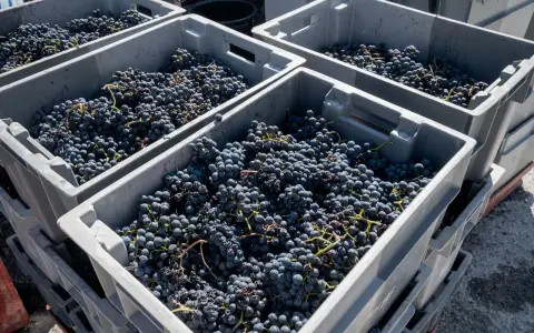 Casse piene di uva nera, pronte per la vinificazione. Il chianti uvaggio promette un ottimo raccolto.