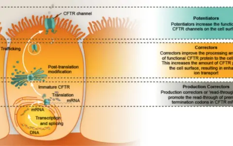 Illustrazione del processo di produzione e traffico della proteina CFTR, fondamentale per capire la fibrosi cistica come si scopre e come trattarla.