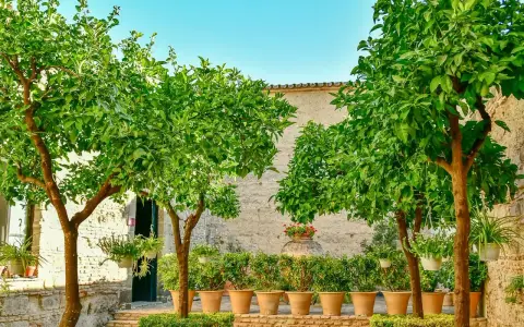 Deux citronniers en pot, chargés de fruits verts, ombragent une cour pavée. Des plantes en pots bordent un mur de pierre.