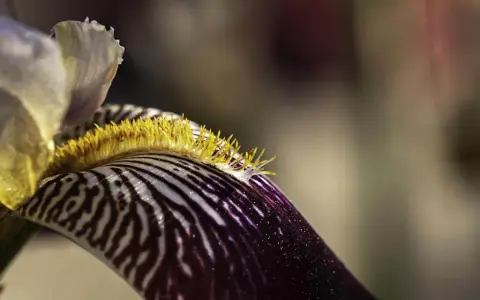 Fotografia makro ukazuje detale pręcików i płatków irysa w intensywnych barwach fioletu i żółci.