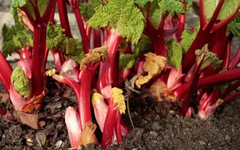 Rhabarber pflanzen im Garten, mit leuchtend roten Stielen und grünen Blättern, bereit für die Ernte.