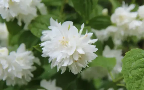 Fleurs blanches et feuillage vert, une belle image pour savoir quand tailler un seringat après sa floraison.