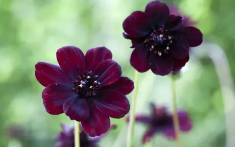 Två mörkröda chokladblommor i kruka med suddig grön bakgrund. Deras sammetslena kronblad och mörka mitt skapar en mystisk känsla.