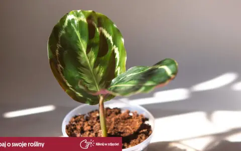 Calathea w doniczce, z pięknymi liśćmi. Czy jest trująca? Nie, ta roślina jest bezpieczna dla zwierząt i dzieci.