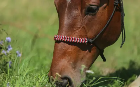 Braunes Pferd mit selbstgemachtem Halfter aus rot-weiß-schwarzem Seil, das auf einer grünen Wiese frisst.