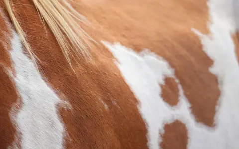 Nahaufnahme des Fells eines Pferdes mit einem faszinierenden Mosaikmuster aus braunen und weißen Flecken. Die Mähne des Pferdes ist hellblond.