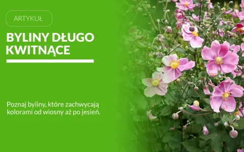 Byliny kwitnące latem, takie jak te delikatne, różowe kwiaty, dodają ogrodowi uroku przez wiele miesięcy.