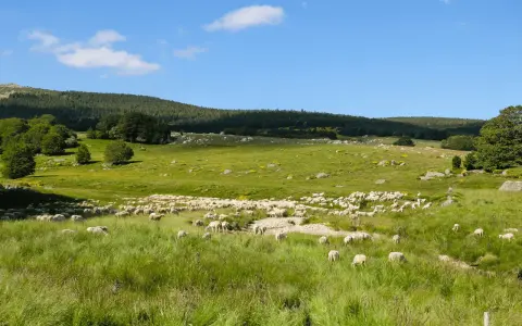 Vaste troupeau de moutons dans une prairie verdoyante, paysage typique du tour du Mont Lozère 3 jours.