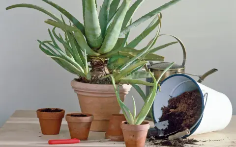 Mehrere kleine Aloe Vera Ableger in Terrakotta-Töpfen, bereit zum Einpflanzen. Ein großer Aloe Vera Topf und ein umgekippter Eimer mit Erde sind im Hintergrund.