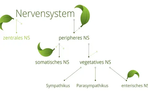 Schema des Nervensystems: zentrales, peripheres, somatisches, vegetatives und enterisches NS mit Sympathikus und Parasympathikus.