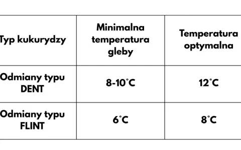Tabela pokazuje, kiedy sieje się kukurydzę. Odmiany DENT wymagają 8-10°C gleby, a FLINT 6°C.