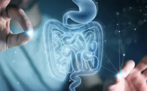 Mani che interagiscono con un modello 3D di stomaco e intestino, evidenziando la complessità della flora batterica.