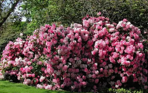 Ein üppiger Rhododendron in Rosa- und Weißtönen blüht im Garten. Die beste Zeit, wann Rhododendron schneiden, ist nach der Blüte.
