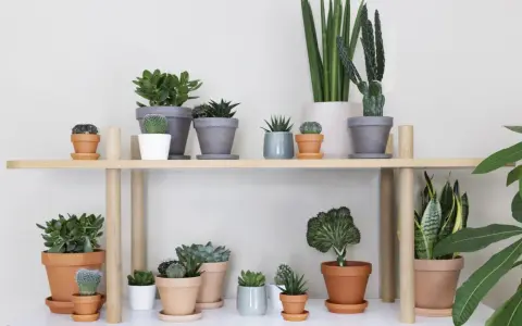 En samling suckulenter och kaktusar på en hylla, en perfekt succulent sorter för hemmet.