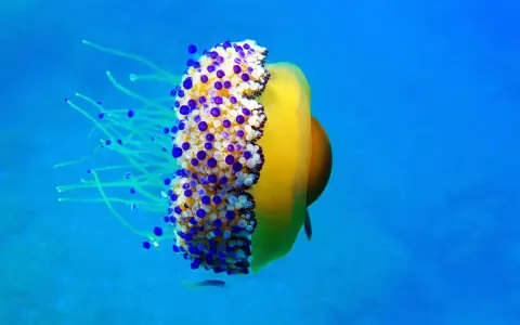 Medusa huevo frito gigante con tentáculos azules y blancos, flotando en el océano azul.