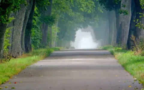 Droga przez aleję drzew, gdzie zielona 7-ka liści tworzy tunel. Mgła otula horyzont.
