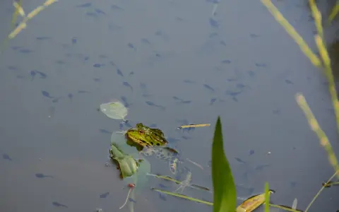 Una rana observa a los renacuajos que nadan en el agua. Los renacuajos comen algas y materia vegetal.