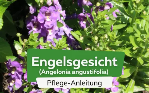 Die **Pflanze Engelsgesicht** (Angelonia angustifolia) mit ihren lila Blüten und grünen Blättern, daneben eine Pflegeanleitung.