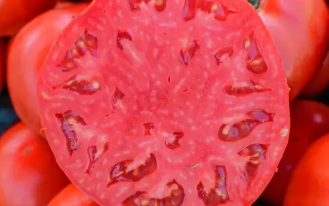 Przekrojony na pół, soczysty pomidor, ukazujący swoje wnętrze pełne nasion. To z pewnością jedna z najsmaczniejszych odmian pomidorów, idealna do sałatek.