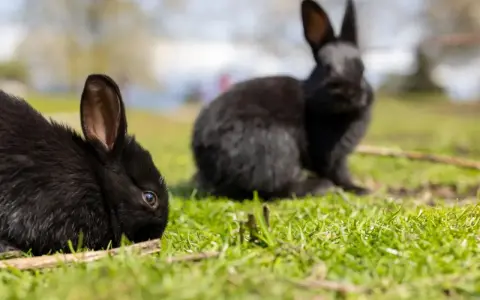 Zwei schwarze Kaninchen auf einer grünen Wiese. Vielleicht suchen Sie nach Alaska Kaninchen kaufen?