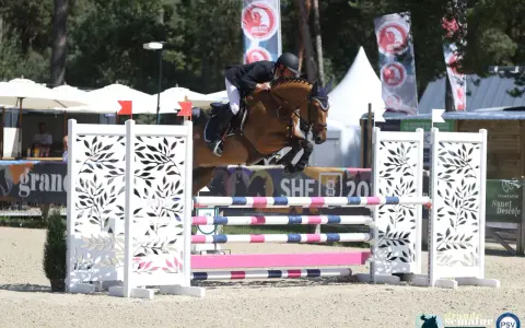 Un cheval de selle français normand saute un obstacle. L'élevage de chevaux de selle français en Normandie est réputé pour la qualité de ses athlètes équestres.