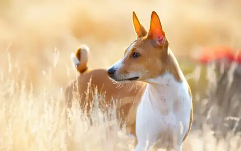 Basenji, jedna z ras pierwotnych psów, w złotym świetle wśród traw.