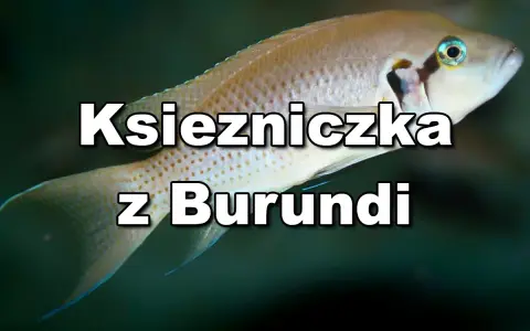 Jasnozłota ryba, księżniczka z Burundi, pływa w ciemnych wodach.