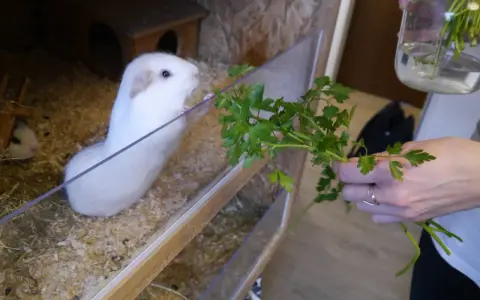 Ein weißes Meerschweinchen in einem Gehege freut sich über frische Petersilie. Die artgerechte Meerschweinchen Haltung in der Wohnung ist hier gut zu erkennen.