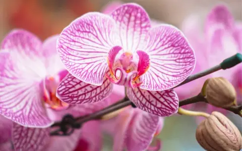 Orquídeas rosadas con rayas púrpuras, perfectas para saber donde colocar una orquídea y embellecer tu hogar.