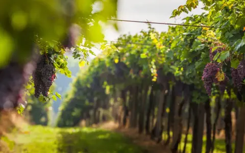 Grappoli d'uva rossa pendono dai tralci verdi, illuminati dal sole. Un invito a percorrere le strade del vino toscana.