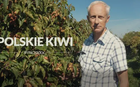 Mężczyzna w kratę stoi przed krzewem kiwi z owocami.