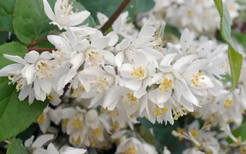 Zarte weiße Blüten der Deutzie, bereit für den Rückschnitt.