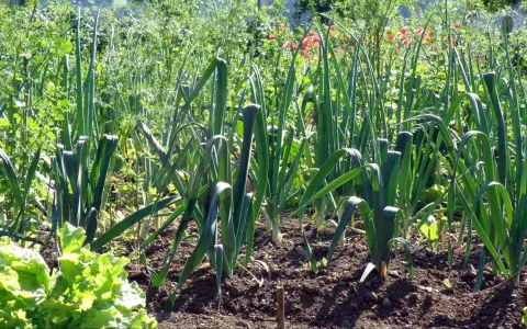 Un potager ensoleillé où l'on peut voir des rangées de poireaux prêts à être récoltés, avec de la laitue au premier plan.