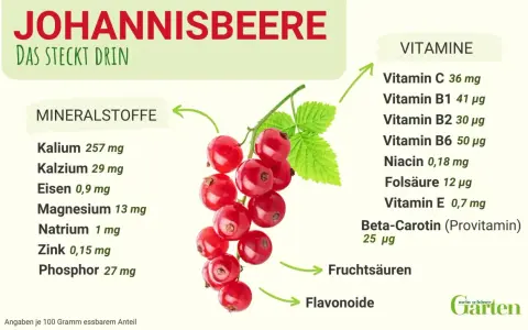 Rote Johannisbeeren sind gesund und reich an Vitaminen und Mineralstoffen. Sie enthalten Vitamin C, B-Vitamine, Kalium und Eisen.