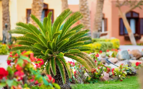 Piękna palma sagowiec, jeden z wielu rodzajów palm, rośnie wśród czerwonych kwiatów i zielonej trawy.